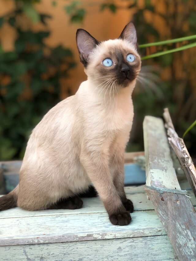 Siamese
