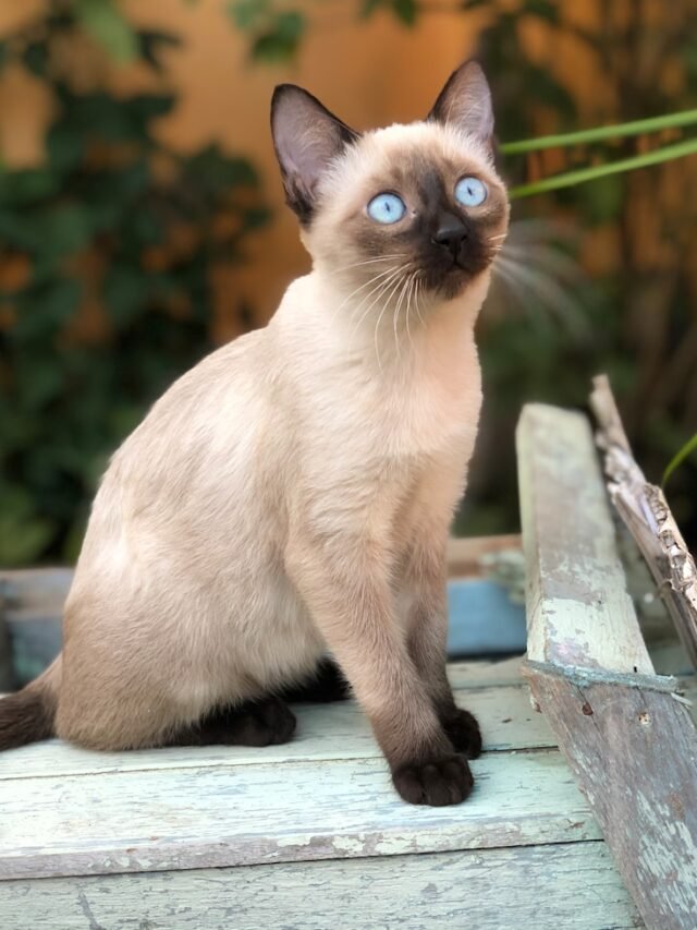 Top 8 Represents Siamese Cat Paws