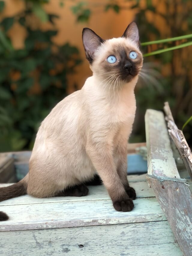 Top 8 Adorable Siamese Habits