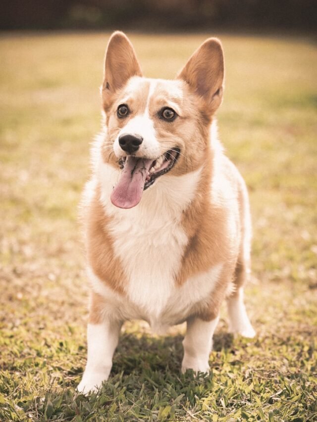 8 Adorable Corgi Mixes That Will Melt Your Heart