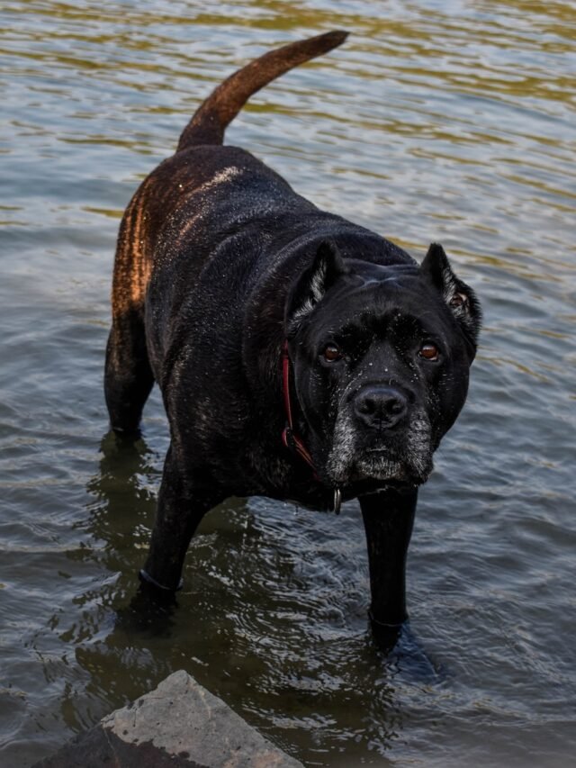 black short coat large dog running on water during daytime