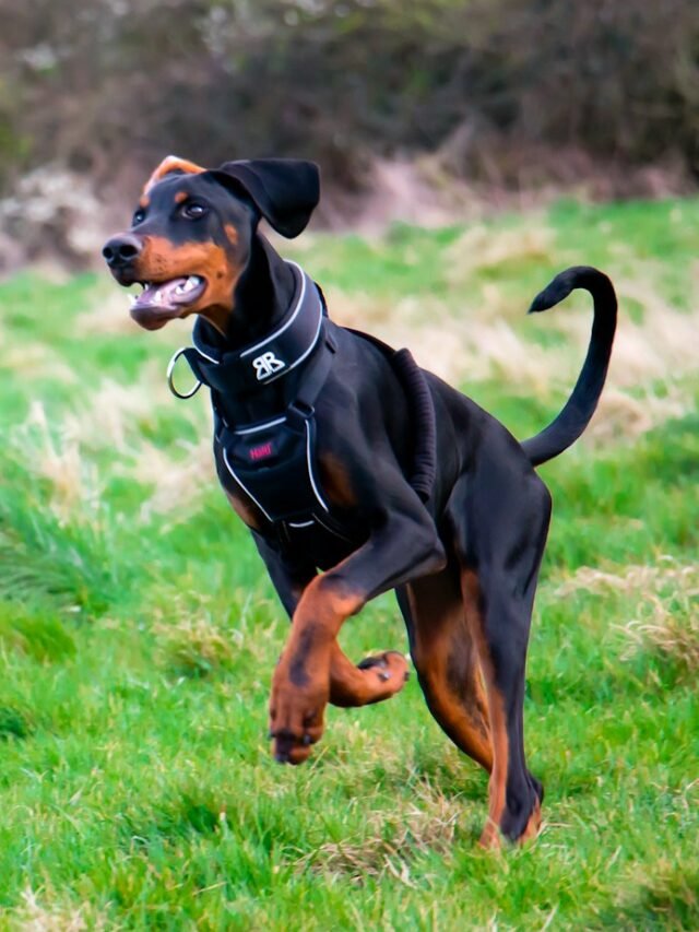 Doberman Pinscher