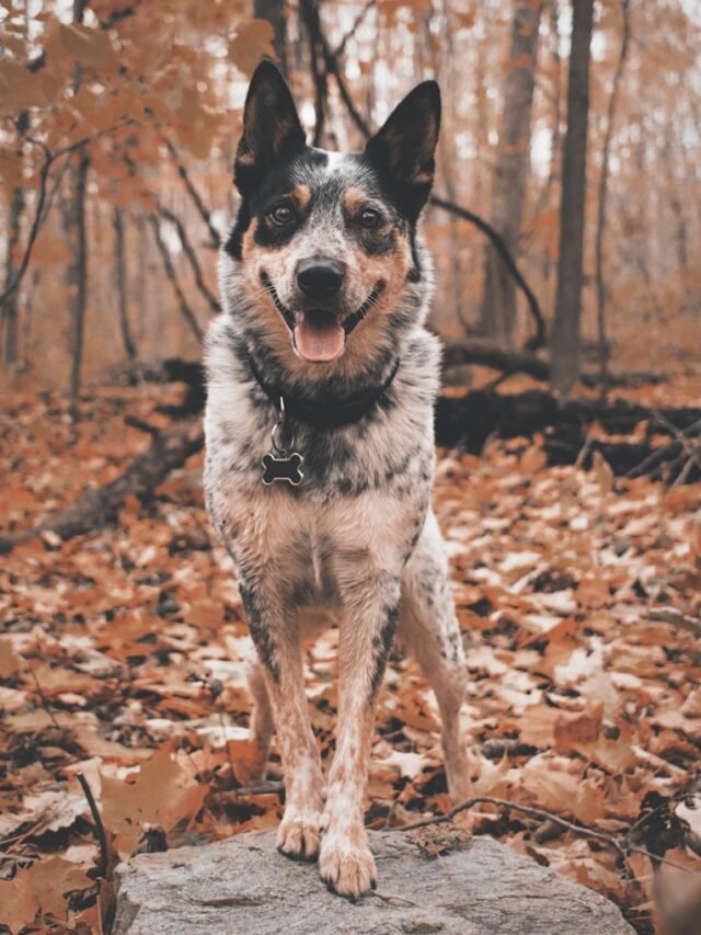 Blue Heeler