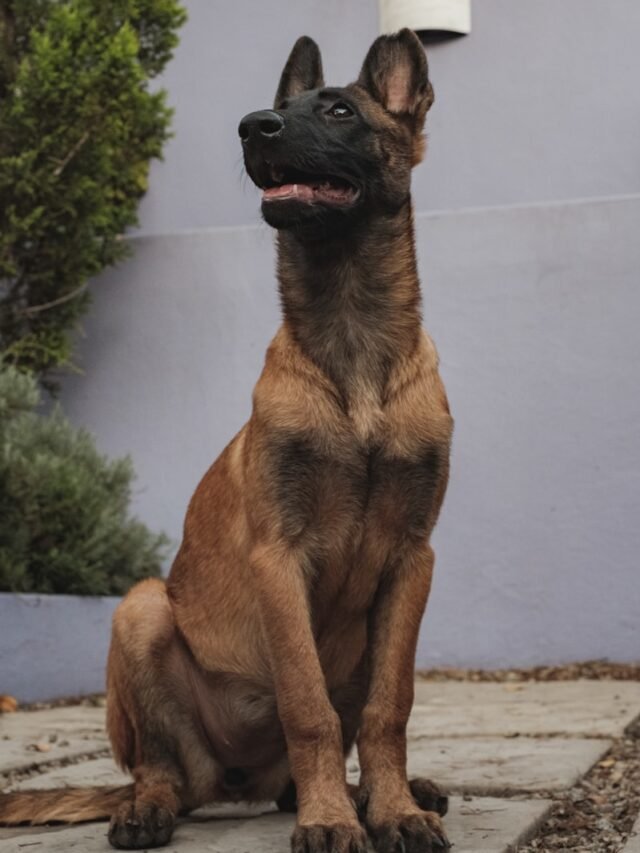 brown and black short coated dog sitting on white concrete floor
