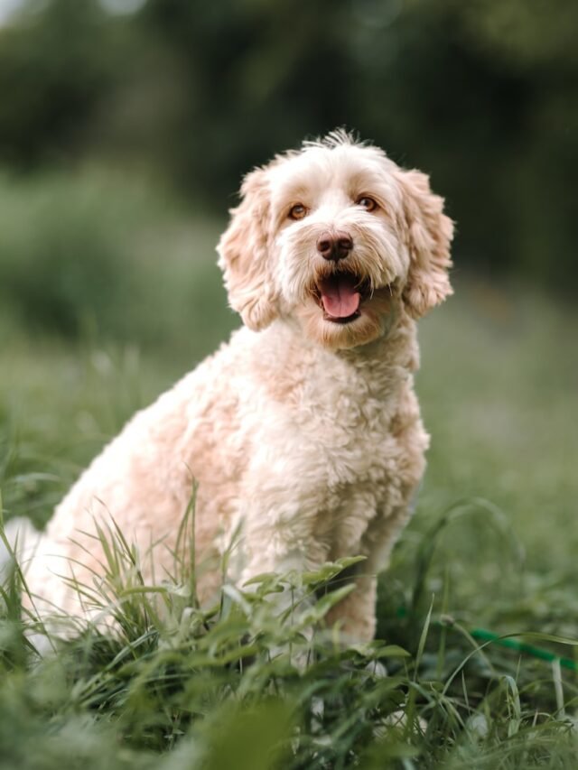 Labradoodle
