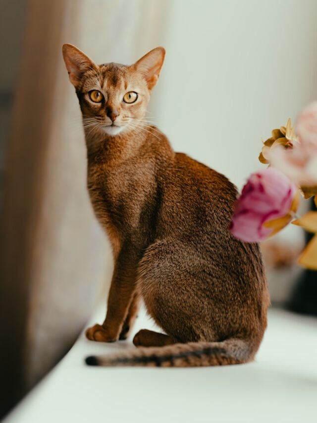 8 Most Best Talented Cat Breeds in the USA