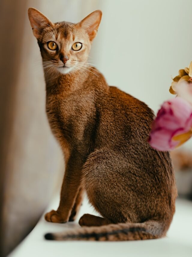 a cat sitting on top of a table next to a vase of flowers