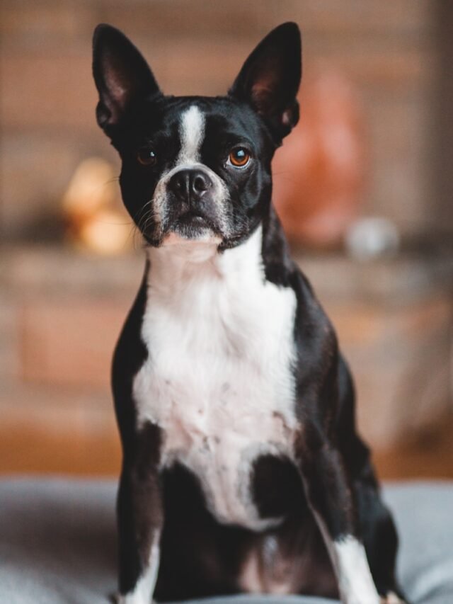 Boston Terrier