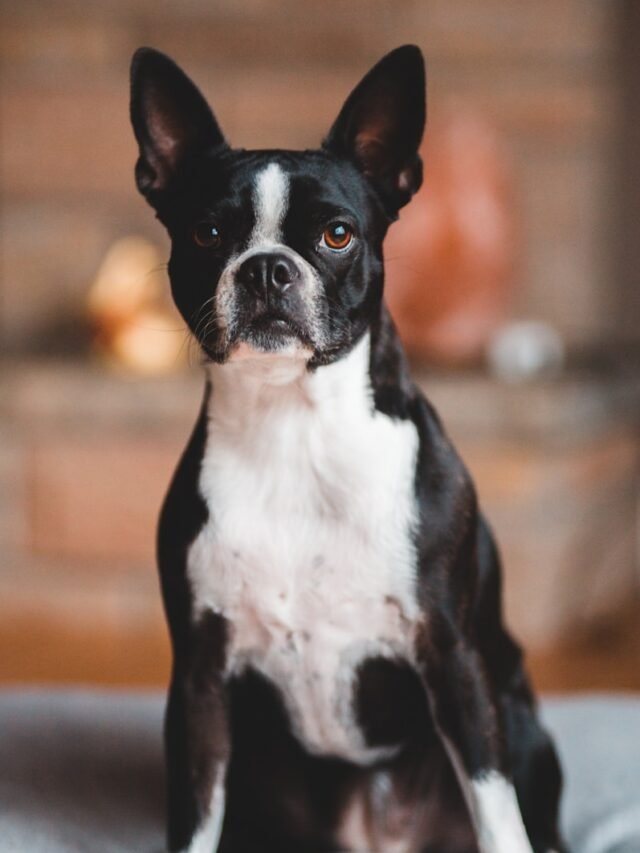 Boston Terrier