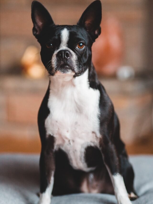 black and white boston terrier