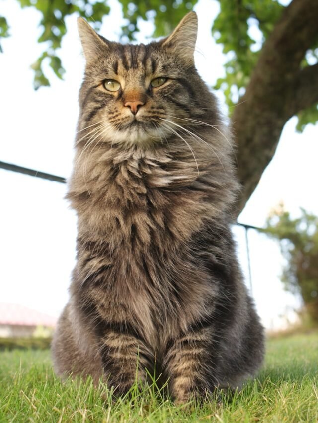 a cat sitting in the grass next to a tree