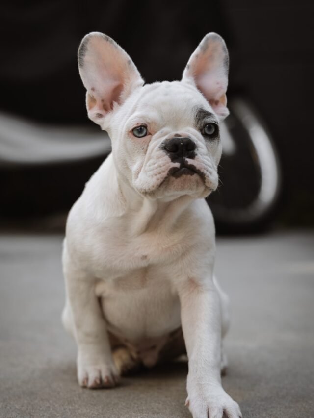 French Bulldogs