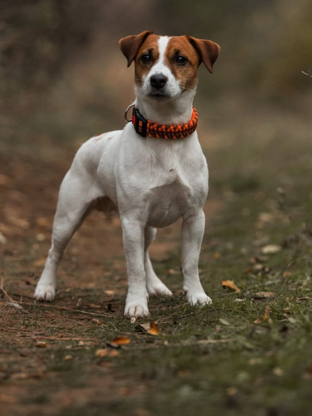 Jack Russell Terrier