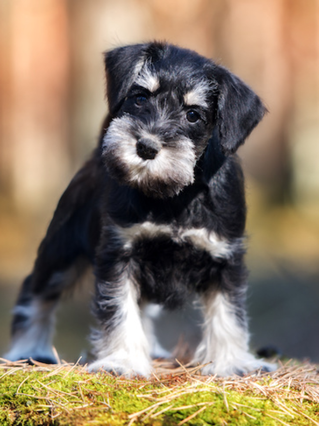 Miniature Schnauzer
