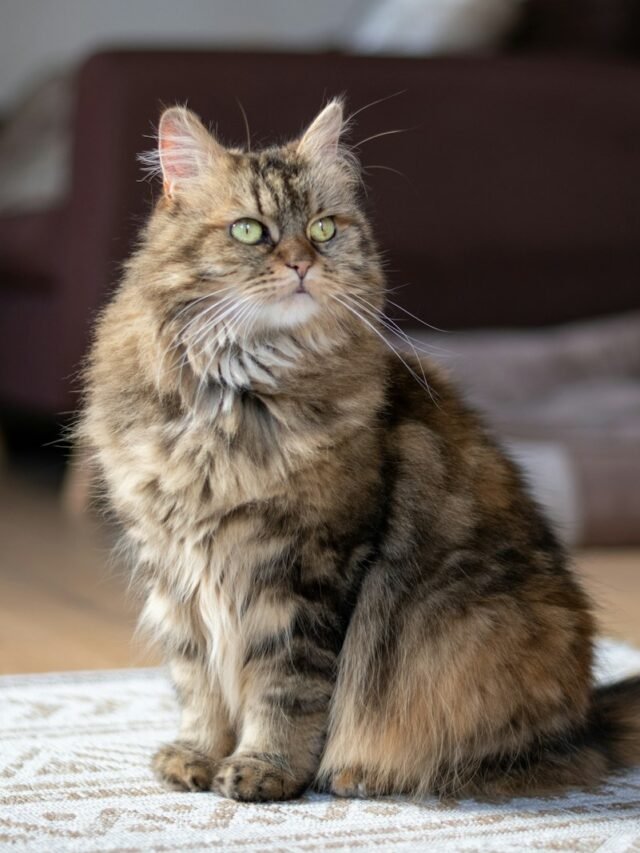 Maine Coon