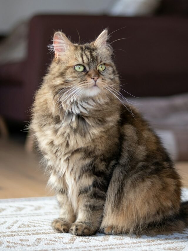 Top 8 Unique Maine Coon Cat Styles and Coats