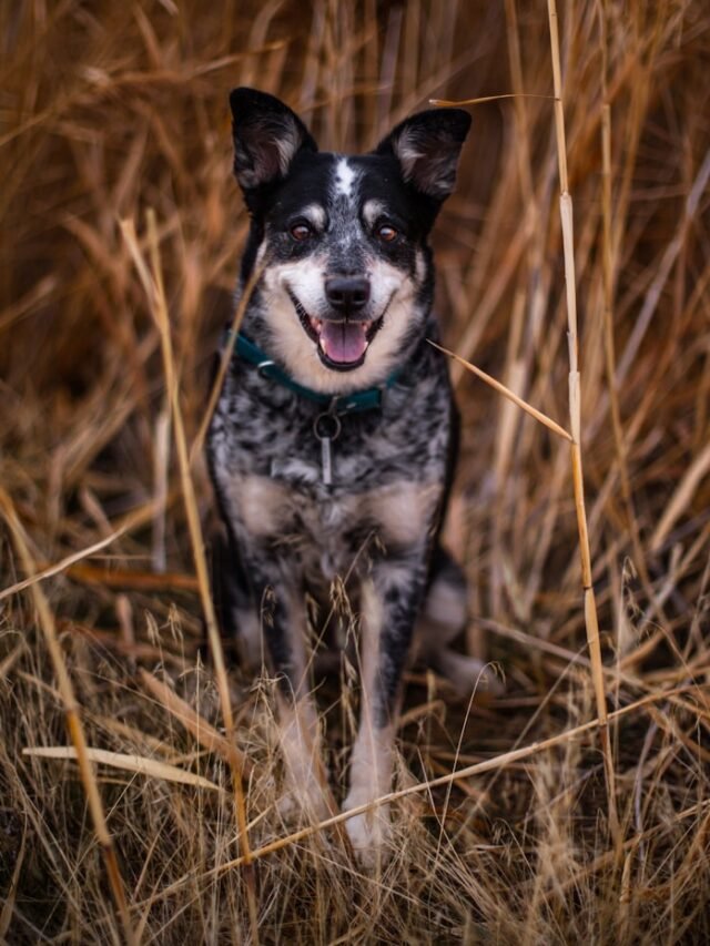 Blue Heeler