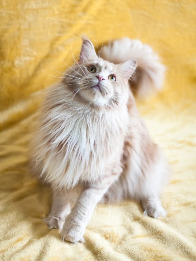 Maine Coon