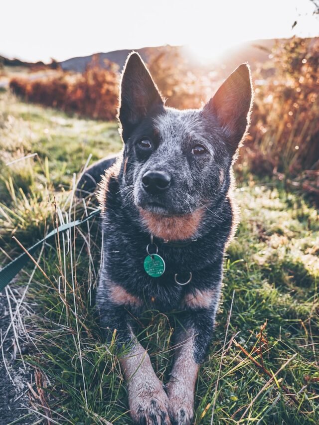 Blue Heelers