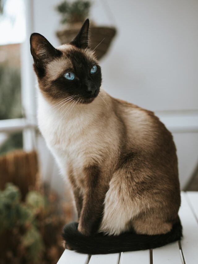 8 Most Best Trustworthy Cat Breeds in the USA