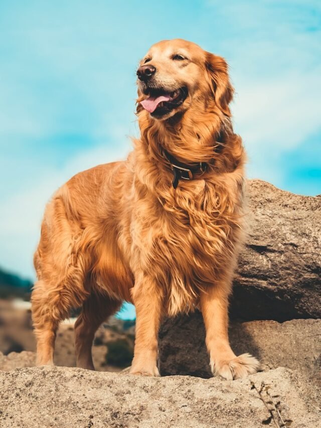 9 Most Best Absolutely Fine Dog Breeds in USA