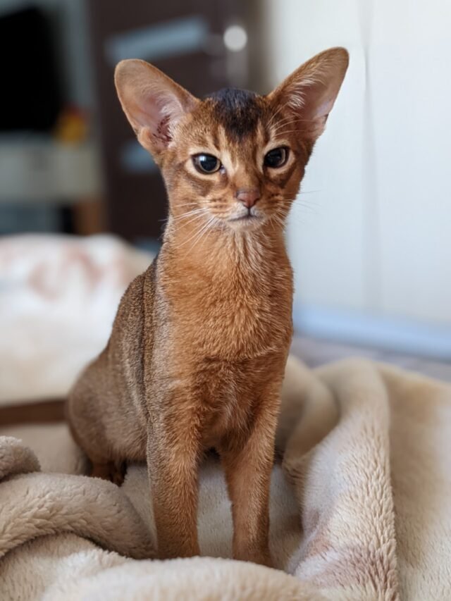 8 Best High Jumping Cat Breeds in the USA