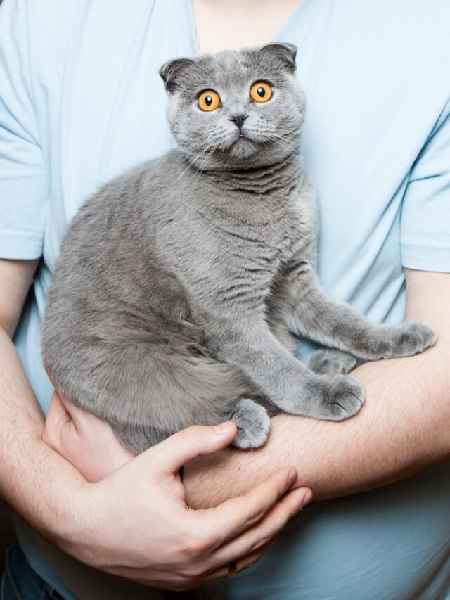 9 Adorable Cat Breeds That Are More Powerful