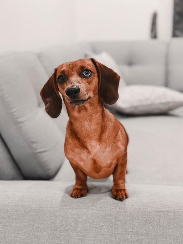 Dachshund Dog