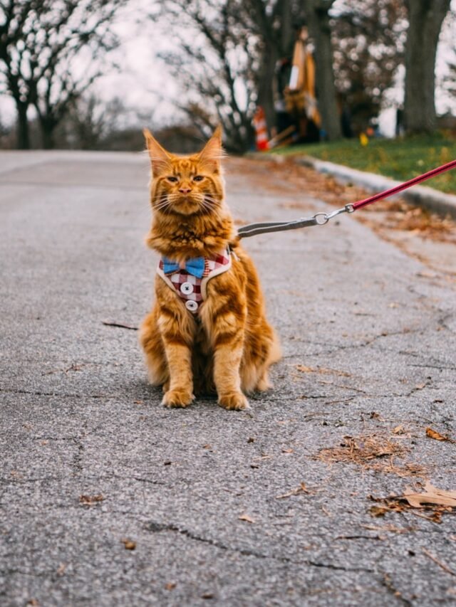 8 Cat Breeds Similar to Maine Coon