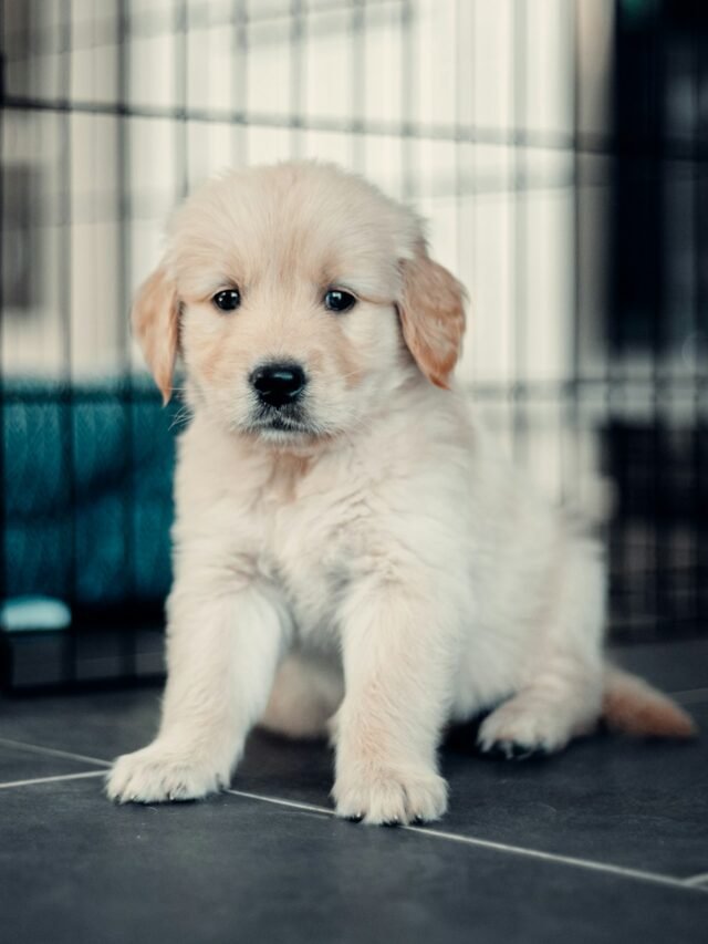 Golden Retriever Puppies