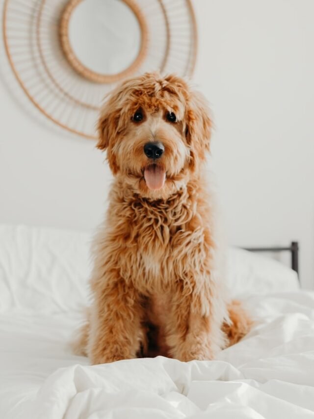 9 Best Methods for Teaching Your Dog to Walk on a Leash