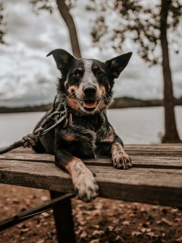Most Brilliant Blue Heeler Dog Breeds in the world