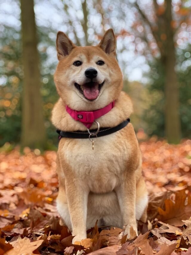 8 Unique Qualities of Akita Breeds