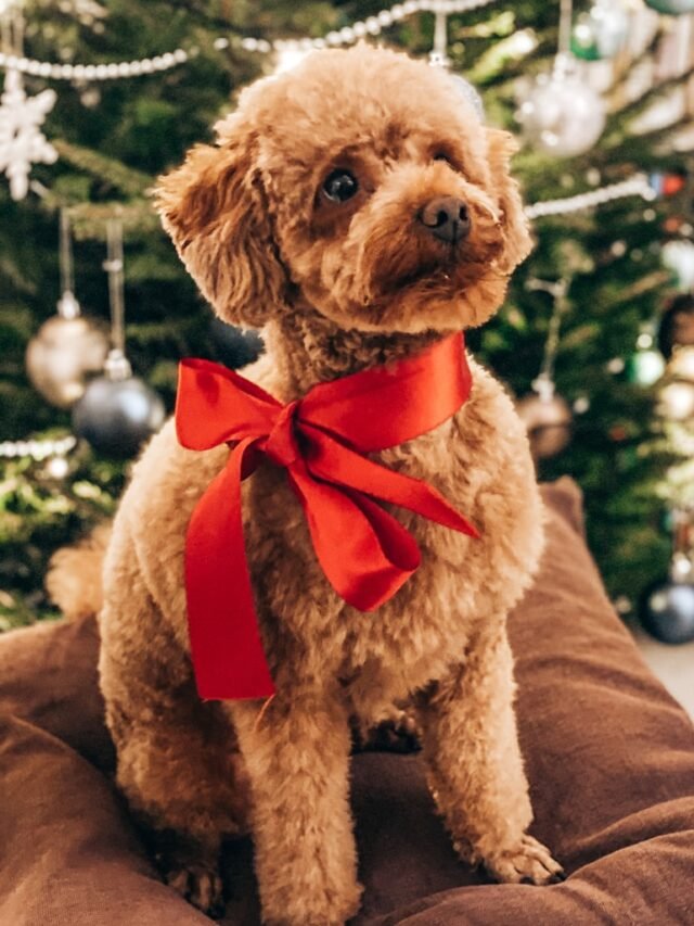 8 Miniature Breeds of Non-allergenic Dogs