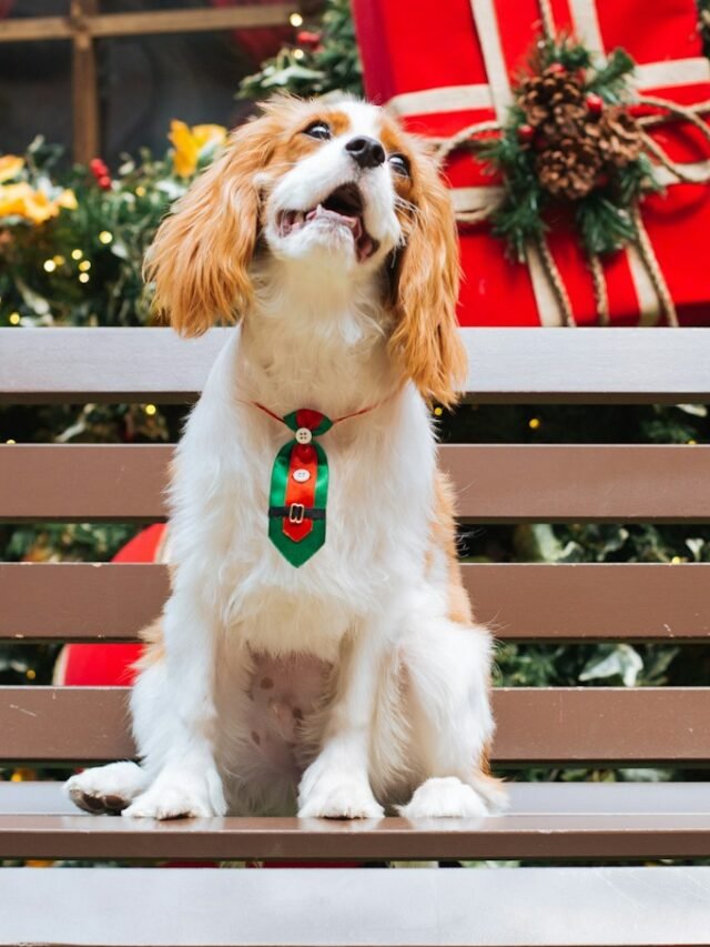 10 Well-Known Dog Breeds That Are Adorably Adorable