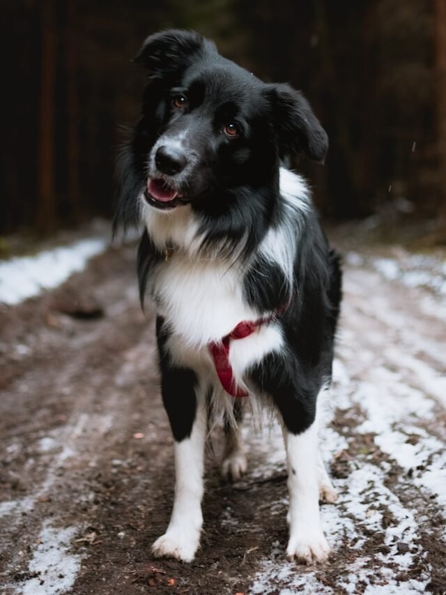 black and white dog standing on soil with snows
