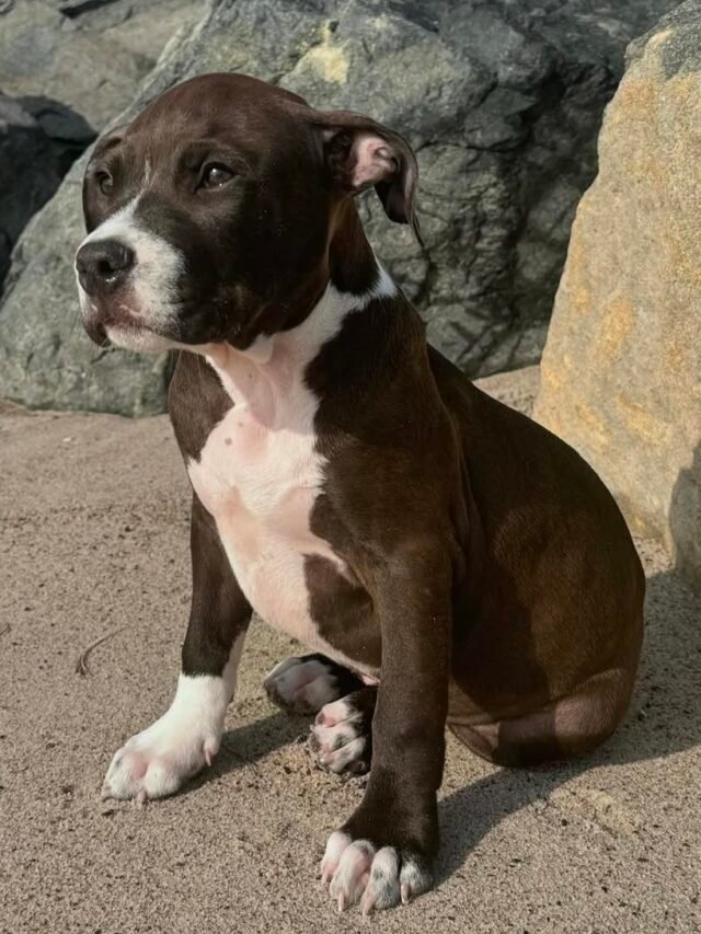 Cutest American Staffordshire & Pit Bull Terrier Puppies