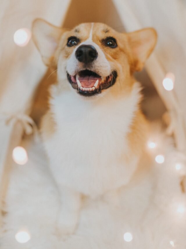 adult white and tan corgi