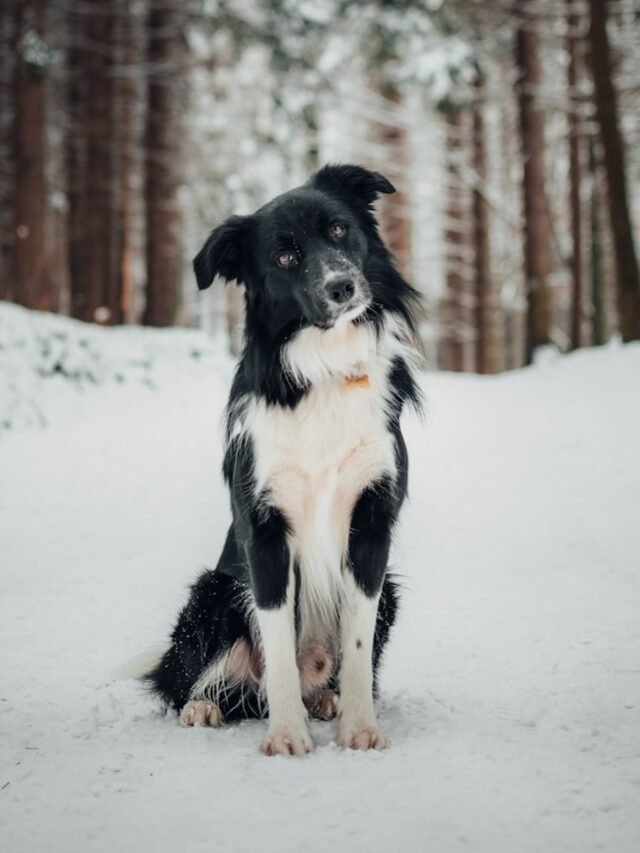 Border Collie