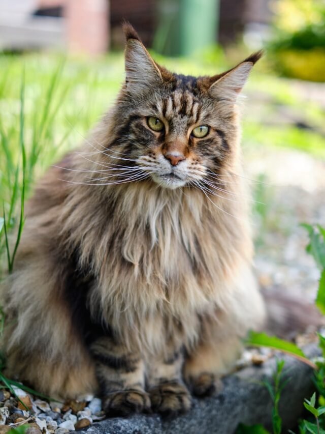 Maine Coon