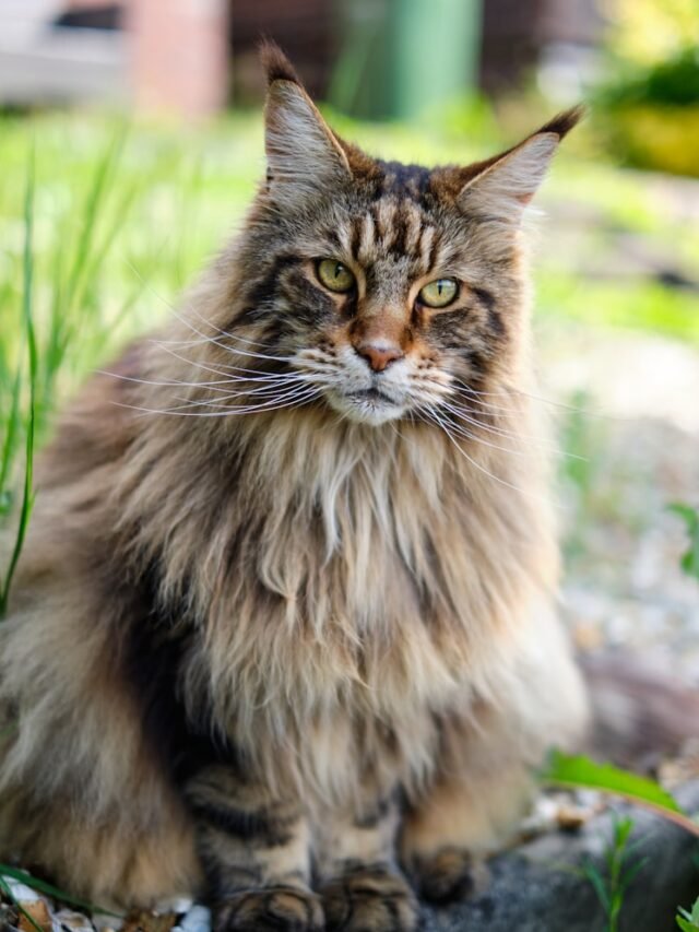 8 Best Sizzling Cat Breeds in USA