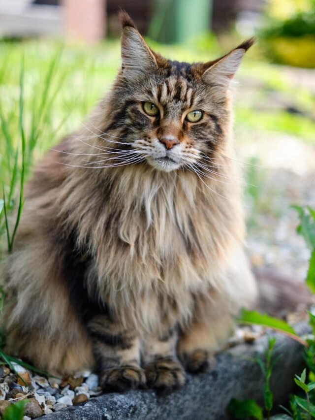 8 Giant facts about Maine Coon Cats