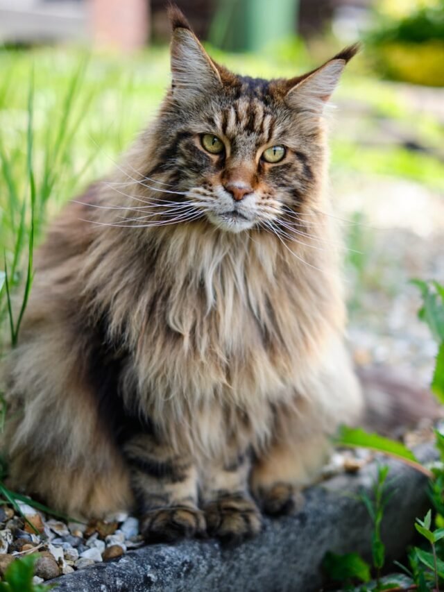 Top 8 Stunning Maine Coon Color and Breed Variations