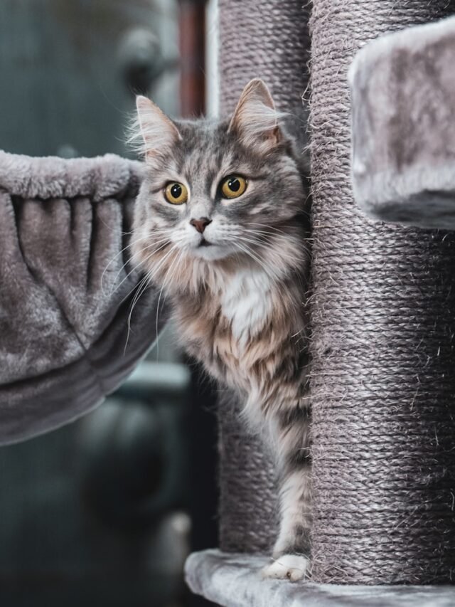 brown tabby cat on gray textile