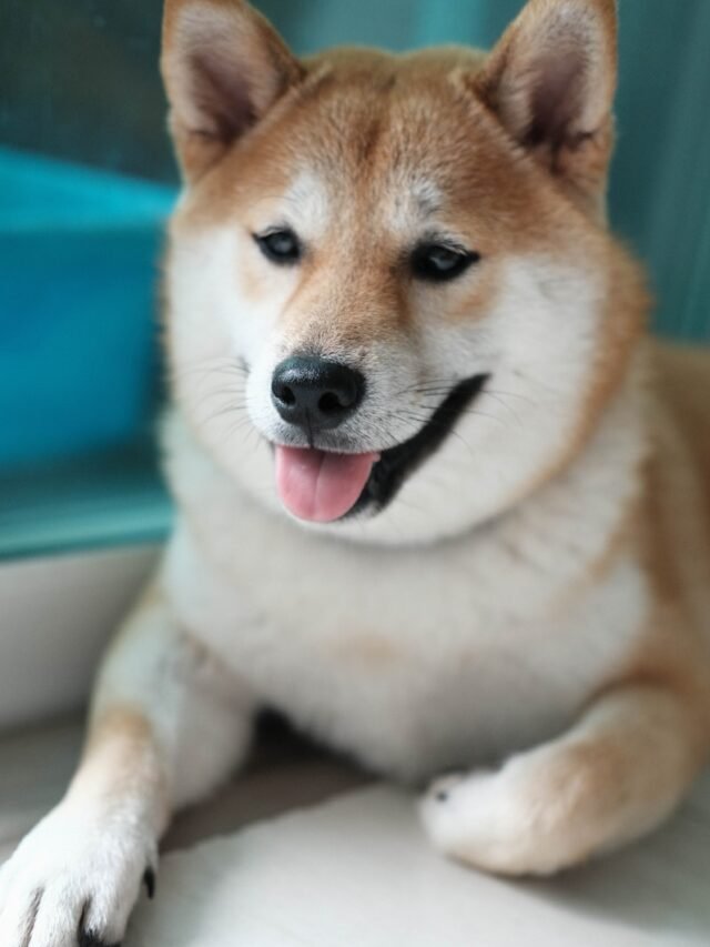 8 Majesty Habits of Akita Breeds