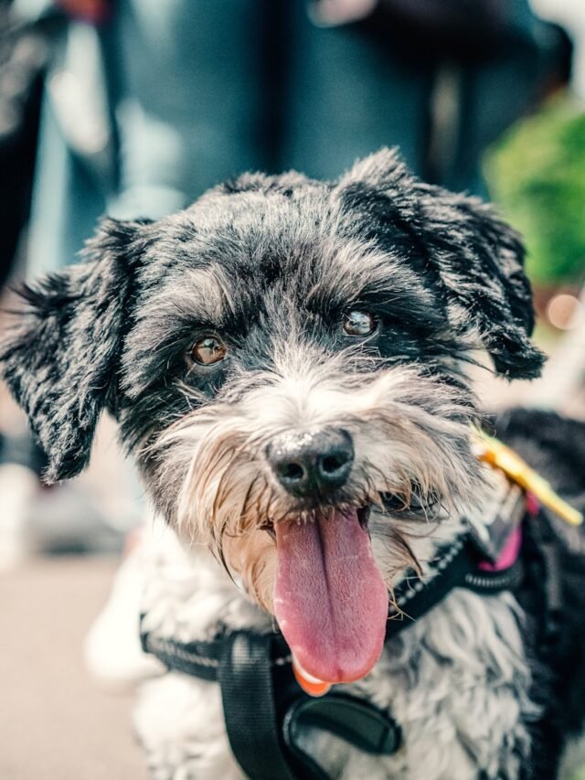 black and white long coat small dog biting red stick