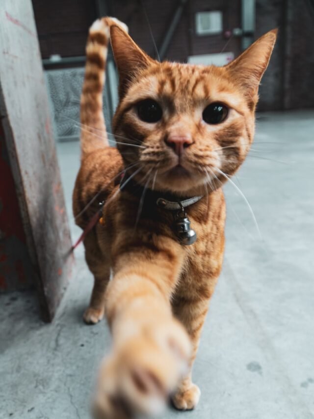 An Overview To The Giant Cat Breed: Maine Coon Cat