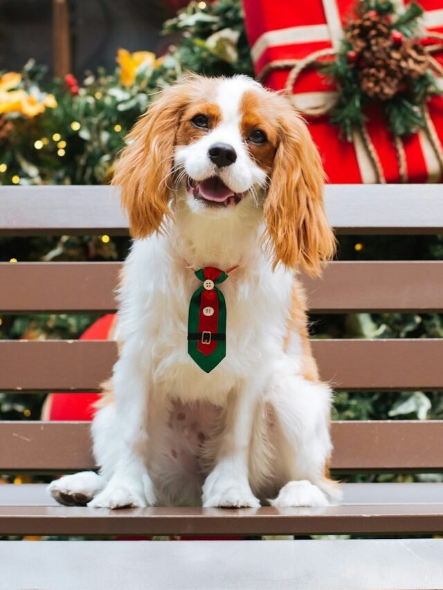 8 Quiet Dog Breeds That Bark Less Often