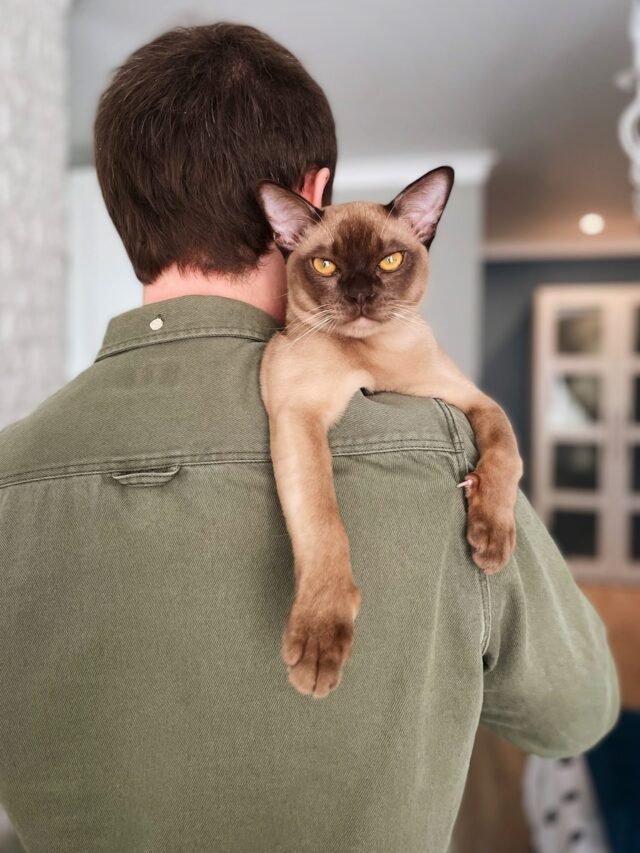 Siamese