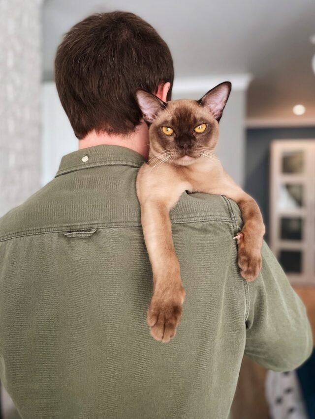 Siamese
